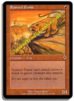 Scarred Puma 
