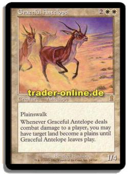 Graceful Antelope 